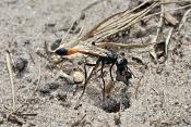 rupsendoder (ammophila sabulosa)